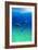 Dolphins-null-Framed Photographic Print