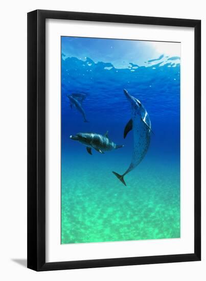 Dolphins-null-Framed Photographic Print