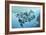 Dolphins-Durwood Coffey-Framed Giclee Print