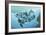 Dolphins-Durwood Coffey-Framed Giclee Print