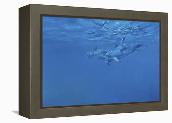 Dolphins-Michael Jackson-Framed Premier Image Canvas