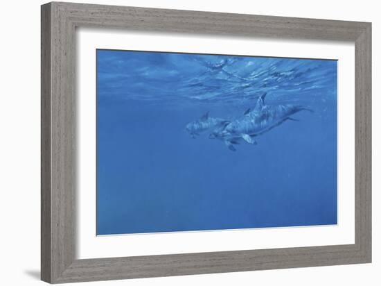 Dolphins-Michael Jackson-Framed Giclee Print