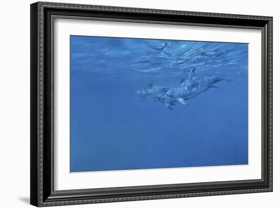 Dolphins-Michael Jackson-Framed Giclee Print