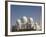 Domes and Minaret of the New Sheikh Zayed Bin Sultan Al Nahyan Mosque, Grand Mosque, Abu Dhabi-Martin Child-Framed Photographic Print