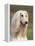 Domesti Dog, Afghan Hound Portrait-Adriano Bacchella-Framed Premier Image Canvas