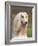 Domesti Dog, Afghan Hound Portrait-Adriano Bacchella-Framed Photographic Print