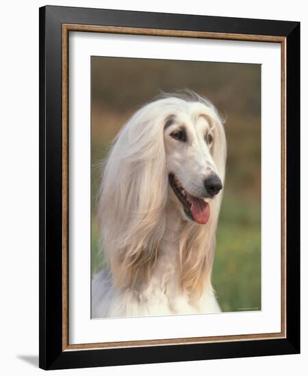 Domesti Dog, Afghan Hound Portrait-Adriano Bacchella-Framed Photographic Print