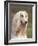 Domesti Dog, Afghan Hound Portrait-Adriano Bacchella-Framed Photographic Print