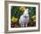 Domestic Albino Netherland Dwarf Rabbit, Amongst Daffodils, USA-Lynn M^ Stone-Framed Photographic Print