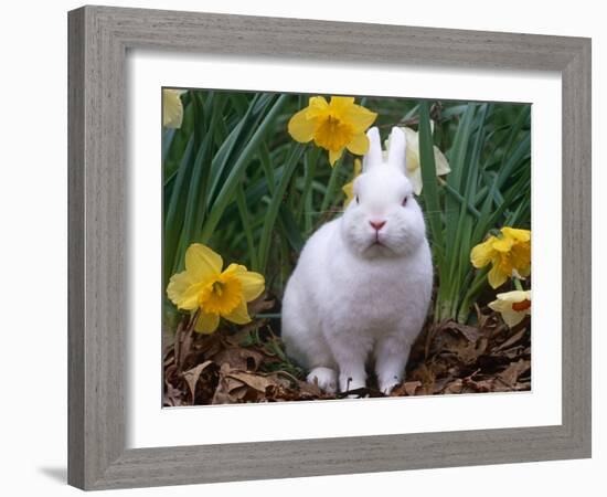 Domestic Albino Netherland Dwarf Rabbit, Amongst Daffodils, USA-Lynn M^ Stone-Framed Photographic Print