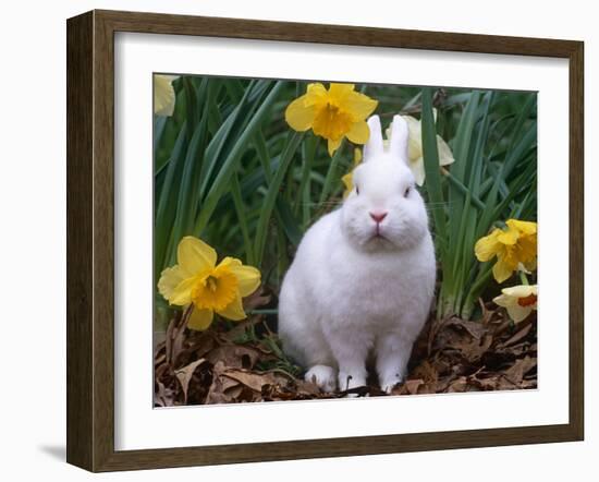 Domestic Albino Netherland Dwarf Rabbit, Amongst Daffodils, USA-Lynn M^ Stone-Framed Photographic Print