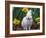 Domestic Albino Netherland Dwarf Rabbit, Amongst Daffodils, USA-Lynn M^ Stone-Framed Photographic Print