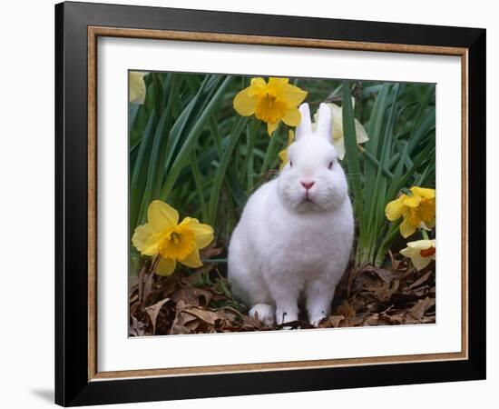 Domestic Albino Netherland Dwarf Rabbit, Amongst Daffodils, USA-Lynn M^ Stone-Framed Photographic Print