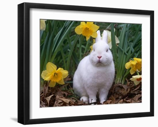 Domestic Albino Netherland Dwarf Rabbit, Amongst Daffodils, USA-Lynn M^ Stone-Framed Photographic Print