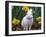 Domestic Albino Netherland Dwarf Rabbit, Amongst Daffodils, USA-Lynn M^ Stone-Framed Photographic Print