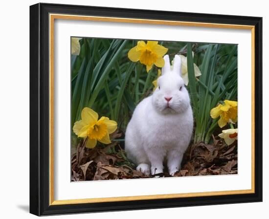 Domestic Albino Netherland Dwarf Rabbit, Amongst Daffodils, USA-Lynn M^ Stone-Framed Photographic Print