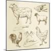 Domestic Animal Meat Diagrams - Hand Drawn Collection-canicula-Mounted Art Print