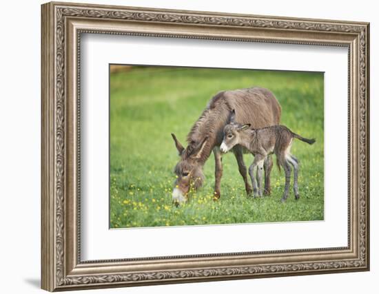 Domestic Ass, Equus Asinus Asinus, Mare, Foal, Meadow, at the Side, Is Standing-David & Micha Sheldon-Framed Photographic Print