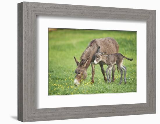 Domestic Ass, Equus Asinus Asinus, Mare, Foal, Meadow, at the Side, Is Standing-David & Micha Sheldon-Framed Photographic Print