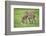 Domestic Ass, Equus Asinus Asinus, Mare, Foal, Meadow, at the Side, Is Standing-David & Micha Sheldon-Framed Photographic Print