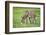 Domestic Ass, Equus Asinus Asinus, Mare, Foal, Meadow, at the Side, Is Standing-David & Micha Sheldon-Framed Photographic Print