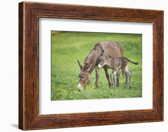 Domestic Ass, Equus Asinus Asinus, Mare, Foal, Meadow, at the Side, Is Standing-David & Micha Sheldon-Framed Photographic Print