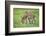 Domestic Ass, Equus Asinus Asinus, Mare, Foal, Meadow, at the Side, Is Standing-David & Micha Sheldon-Framed Photographic Print