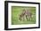 Domestic Ass, Equus Asinus Asinus, Mare, Foal, Meadow, at the Side, Is Standing-David & Micha Sheldon-Framed Photographic Print