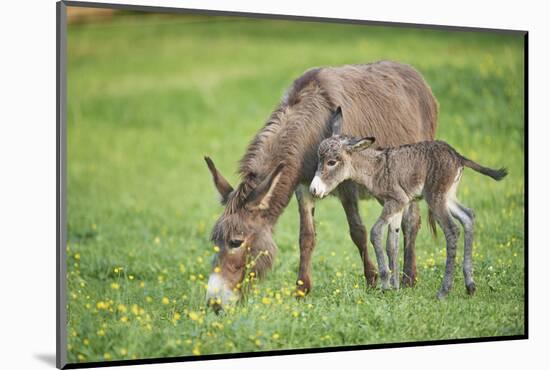 Domestic Ass, Equus Asinus Asinus, Mare, Foal, Meadow, at the Side, Is Standing-David & Micha Sheldon-Mounted Photographic Print
