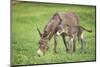 Domestic Ass, Equus Asinus Asinus, Mare, Foal, Meadow, at the Side, Is Standing-David & Micha Sheldon-Mounted Photographic Print