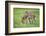 Domestic Ass, Equus Asinus Asinus, Mare, Foal, Meadow, at the Side, Is Standing-David & Micha Sheldon-Framed Photographic Print