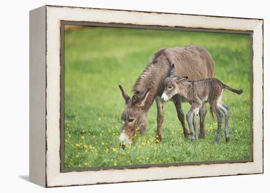 Domestic Ass, Equus Asinus Asinus, Mare, Foal, Meadow, at the Side, Is Standing-David & Micha Sheldon-Framed Premier Image Canvas