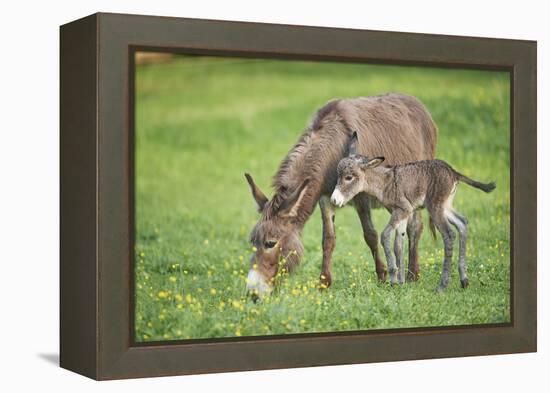 Domestic Ass, Equus Asinus Asinus, Mare, Foal, Meadow, at the Side, Is Standing-David & Micha Sheldon-Framed Premier Image Canvas