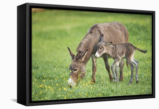 Domestic Ass, Equus Asinus Asinus, Mare, Foal, Meadow, at the Side, Is Standing-David & Micha Sheldon-Framed Premier Image Canvas