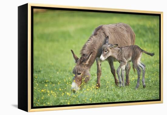 Domestic Ass, Equus Asinus Asinus, Mare, Foal, Meadow, at the Side, Is Standing-David & Micha Sheldon-Framed Premier Image Canvas