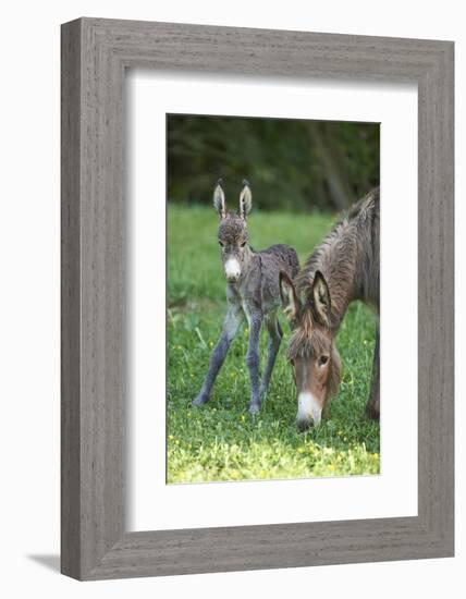 Domestic Ass, Equus Asinus Asinus, Mare, Foal, Meadow, Head-On, Is Standing, Looking into Camera-David & Micha Sheldon-Framed Photographic Print