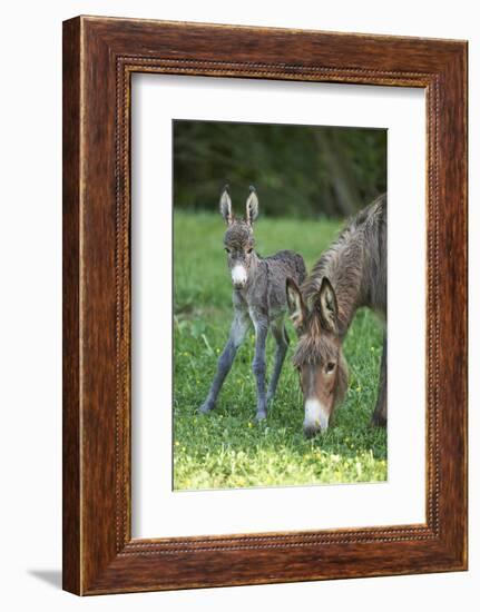 Domestic Ass, Equus Asinus Asinus, Mare, Foal, Meadow, Head-On, Is Standing, Looking into Camera-David & Micha Sheldon-Framed Photographic Print