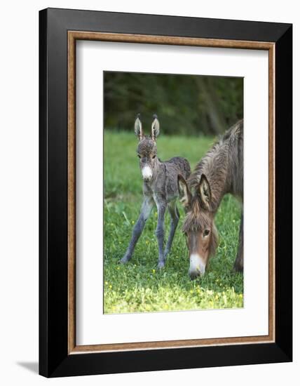 Domestic Ass, Equus Asinus Asinus, Mare, Foal, Meadow, Head-On, Is Standing, Looking into Camera-David & Micha Sheldon-Framed Photographic Print