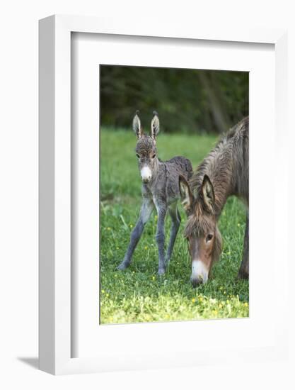 Domestic Ass, Equus Asinus Asinus, Mare, Foal, Meadow, Head-On, Is Standing, Looking into Camera-David & Micha Sheldon-Framed Photographic Print