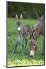 Domestic Ass, Equus Asinus Asinus, Mare, Foal, Meadow, Head-On, Is Standing, Looking into Camera-David & Micha Sheldon-Mounted Photographic Print