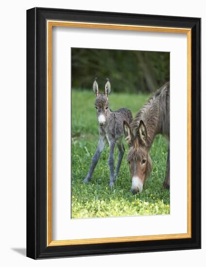 Domestic Ass, Equus Asinus Asinus, Mare, Foal, Meadow, Head-On, Is Standing, Looking into Camera-David & Micha Sheldon-Framed Photographic Print