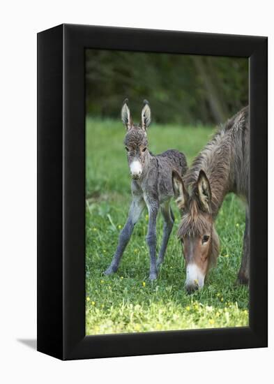 Domestic Ass, Equus Asinus Asinus, Mare, Foal, Meadow, Head-On, Is Standing, Looking into Camera-David & Micha Sheldon-Framed Premier Image Canvas