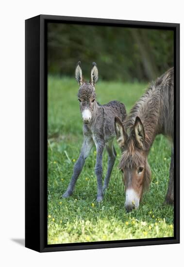 Domestic Ass, Equus Asinus Asinus, Mare, Foal, Meadow, Head-On, Is Standing, Looking into Camera-David & Micha Sheldon-Framed Premier Image Canvas