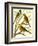 Domestic Bird Family I-W. Rutledge-Framed Art Print