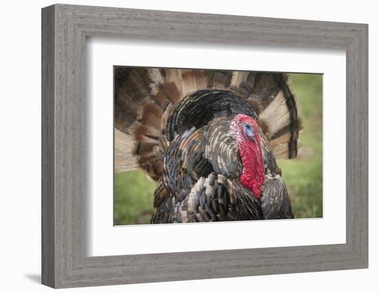 Domestic Bronze Gobbler, Florida Barnyard-Maresa Pryor-Framed Photographic Print