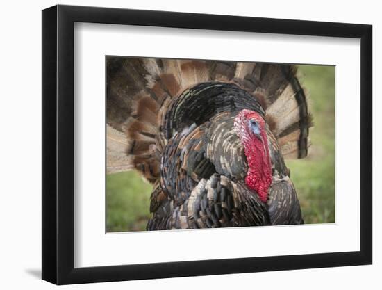 Domestic Bronze Gobbler, Florida Barnyard-Maresa Pryor-Framed Photographic Print