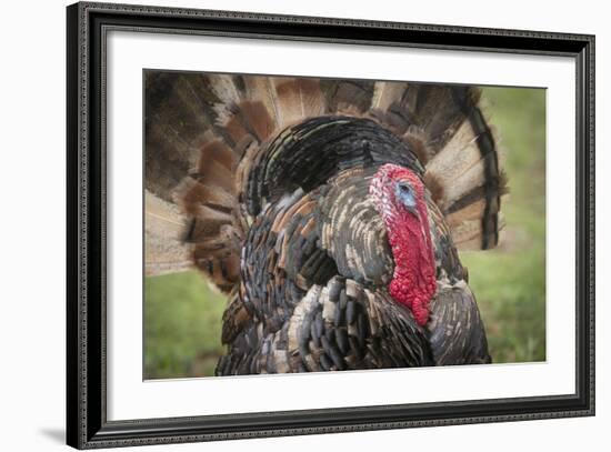 Domestic Bronze Gobbler, Florida Barnyard-Maresa Pryor-Framed Photographic Print