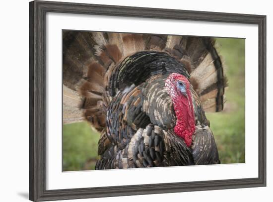 Domestic Bronze Gobbler, Florida Barnyard-Maresa Pryor-Framed Photographic Print