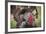 Domestic Bronze Gobbler, Florida Barnyard-Maresa Pryor-Framed Photographic Print