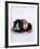 Domestic Cat, 1-Day Kittens Black-And-White and Ginger-Jane Burton-Framed Photographic Print